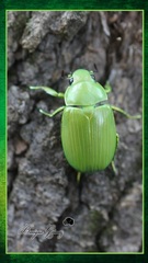 Chrysina psittacina