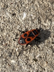 Pyrrhocoris apterus