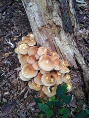 Pholiota squarrosa