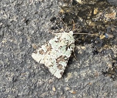 Lacinipolia implicata