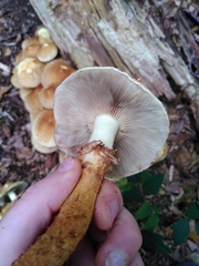 Pholiota squarrosa