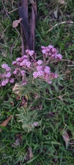Stevia viscida