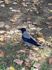 Corvus cornix