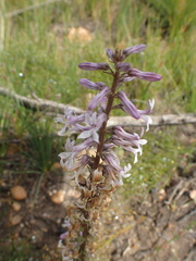 Cyphia bulbosa