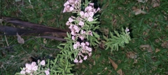 Stevia viscida