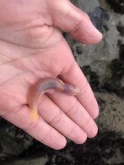 Typhlogobius californiensis