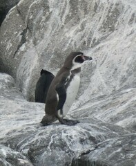 Spheniscus humboldti