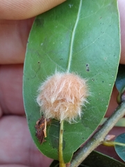 Neuroterus laurifoliae