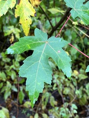 Acer saccharinum