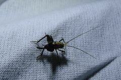 Macropathinae