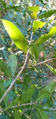 Neuroterus laurifoliae