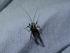 Macropathinae