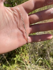 Sporobolus compositus