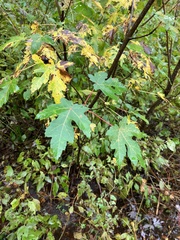 Acer saccharinum