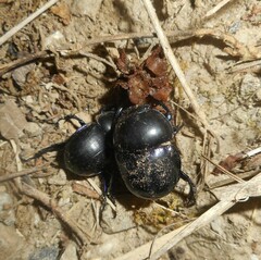 Geotrupidae