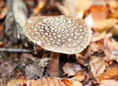 Amanita excelsa
