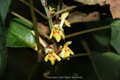 Paraphlomis javanica