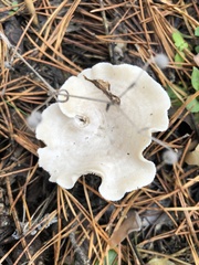 Infundibulicybe gibba