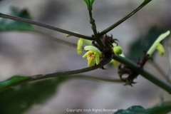 Paraphlomis javanica