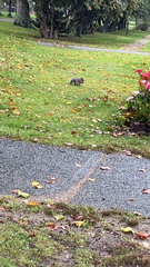 Sciurus carolinensis