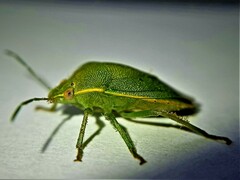 Acrosternum millierei