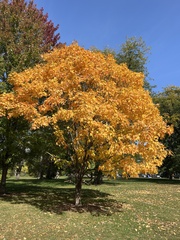 Acer saccharum