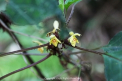 Paraphlomis javanica