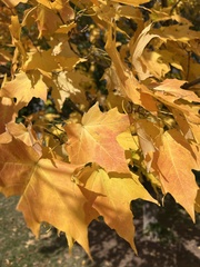 Acer saccharum