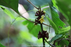 Paraphlomis javanica