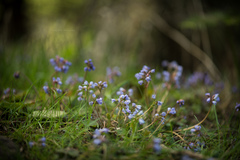 Veronica regina-nivalis