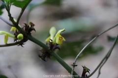 Paraphlomis javanica