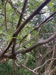 Phytolacca dioica