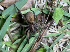 Lycosinae