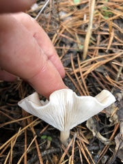 Infundibulicybe gibba