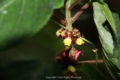 Paraphlomis javanica