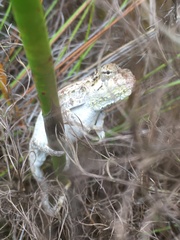 Bradypodion damaranum