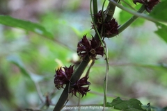 Paraphlomis javanica