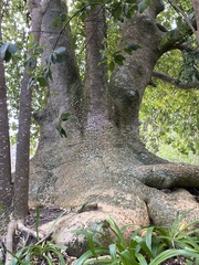 Phytolacca dioica