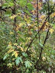 Acer saccharinum