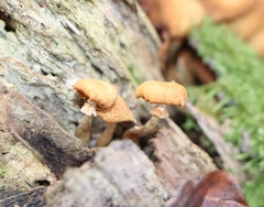 Kuehneromyces mutabilis