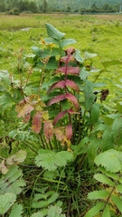 Packera sanguisorbae