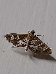 Sameodes cancellalis