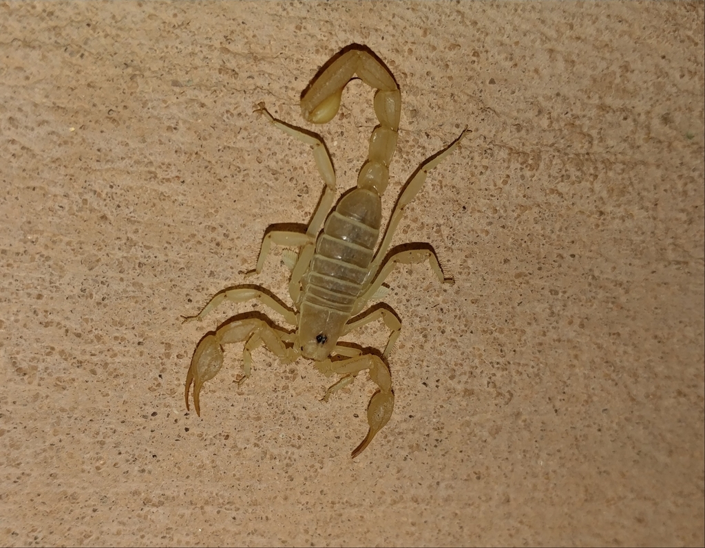 eastern sand scorpion