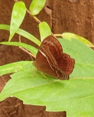 Abisara abnormis