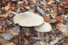 Amanita rubescens