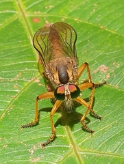 Clephydroneura