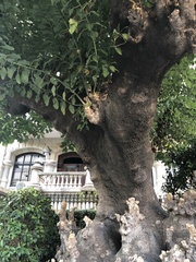 Phytolacca dioica