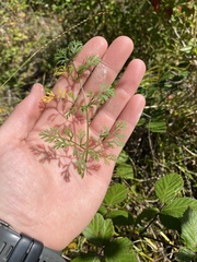 Chaerophyllum tainturieri