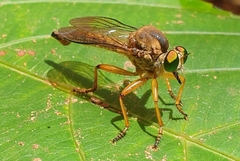 Clephydroneura