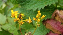 Packera sanguisorbae